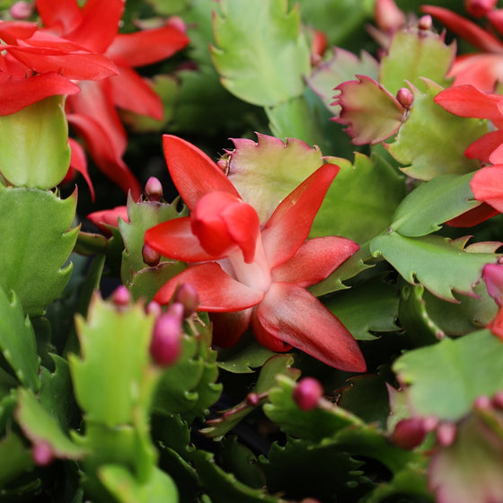 close up view of the vibrant coral orange blooms on orange christmas cactus