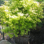 Orange Dream Japanese Maple Tree with bright green leaves