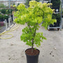 lime green leaves on young Orange Dream Japanese Maple Tree