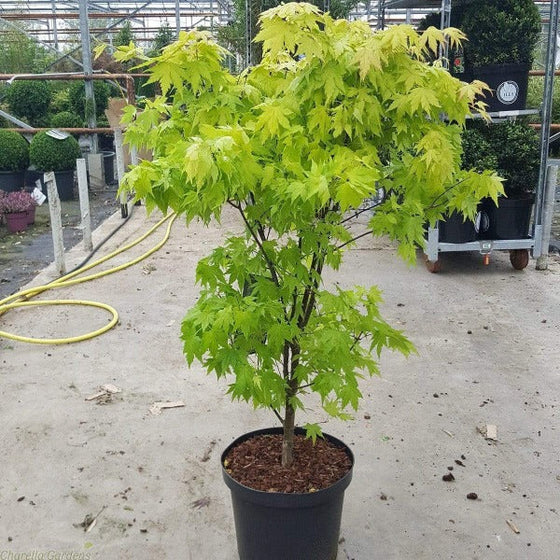 lime green leaves on young Orange Dream Japanese Maple Tree