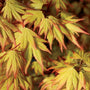 fall foliage on Orange Dream Japanese Maple Trees with red tips