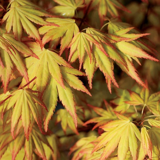 fall foliage on Orange Dream Japanese Maple Trees with red tips