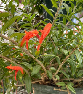 Orange Flowering Lipstick Plants