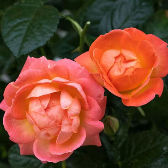 Close-up of Orange Glow Knock Out rose bloom showing glowing orange petals with soft yellow and pink undertones and full form