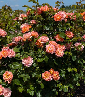 Orange Glow Knock Out Rose