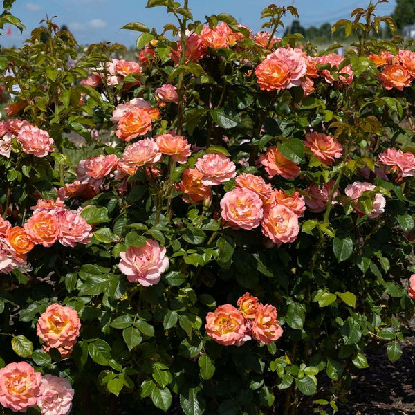 Orange Glow Knock Out Rose for Sale | Disease Resistant Shrub Rose