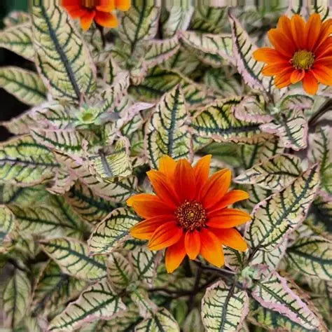 Green, cream and red-purple marbled foliage of Orange Marble False Sunflower