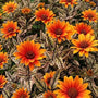 Compact Orange Marble Heliopsis flowering in a sunny perennial and pollinator border