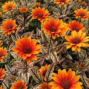Compact Orange Marble Heliopsis flowering in a sunny perennial and pollinator border