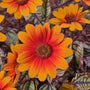 Close-up of Orange Marble Heliopsis showing warm orange petals with bright yellow-orange tips