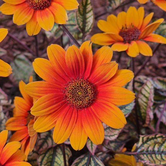 Close-up of Orange Marble Heliopsis showing warm orange petals with bright yellow-orange tips
