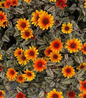 Orange Marble Heliopsis
