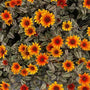 Dark chocolate flower buds opening above the colorful variegated leaves of Orange Marble Heliopsis