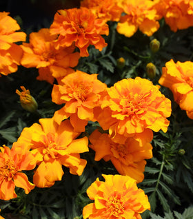 Orange Marigolds