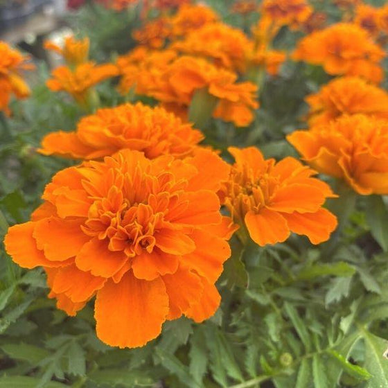 close up of orange marigold flowers with green foliage out of focuse