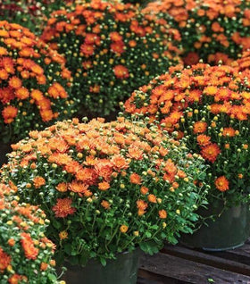 Orange Mums