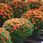 stack of orange mums