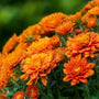 bright orange flowers of fall blooming mums