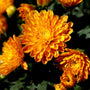 Orange Chrysanthemums in fall