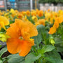 Matrix orange pansy flower