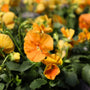 Matrix orange pansy flower close up