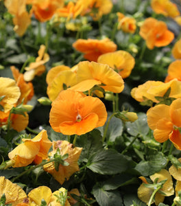 Orange Pansies