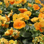 Matrix orange pansies in full bloom in fall