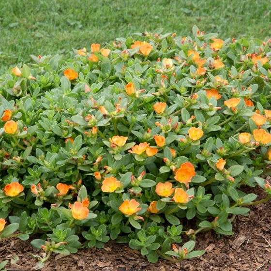 tangerine portulaca spring annual planted in the garden
