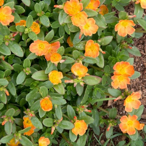 bright orange annual flowers on tangerine portulaca