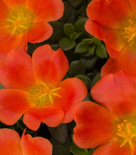 Orange Portulaca