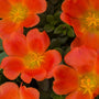 orange portulaca flowers of Pazzaz Tangerine Purslane