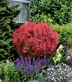 Orange Rocket Barberry