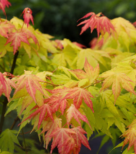 Orange Dream Japanese Maple