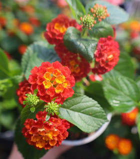 Red Lantana