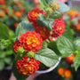 orange and red spring blooming cool season annual lantana