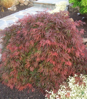 Orangeola Japanese Maple