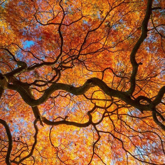mature Orangeola Japanese Maple Tree with bright orange foliage