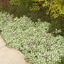 Deer resistant Orchid Frost Lamium used as edging along a shaded walkway