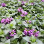small frosted leaves and pinkish purple blooms on lamium orchid frost