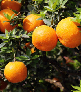 Orlando Tangelo Tree