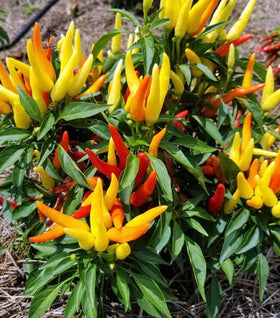 Chilly Chili Ornamental Pepper