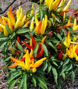Chilly Chili Ornamental Pepper
