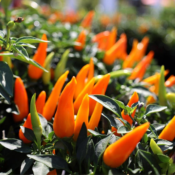 colorful ornamental peppers for fall