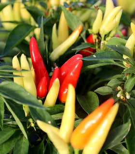 Ornamental Pepper Chilly Chili