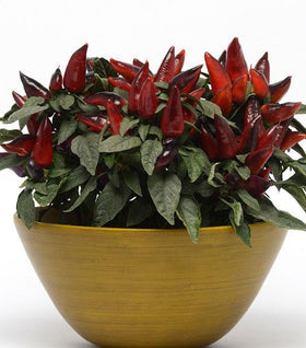 Wicked Ornamental Pepper