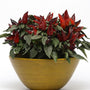 Wicked Ornamental Pepper in Decorative Planter