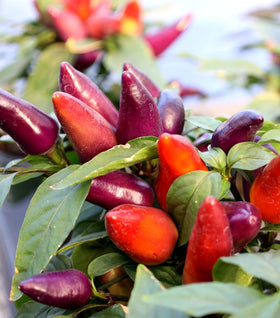 Ornamental Pepper Wicked