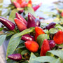 ornamental pepper wicked