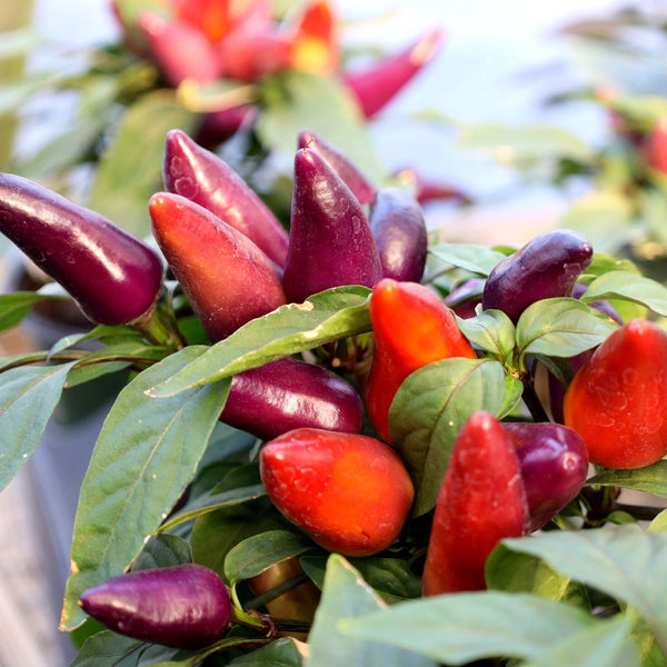 indoor ornamental pepper plant Ornamental Pepper Wickedr for Sale