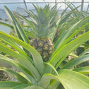 ornamental pineapple plant close up with pineapple fruting